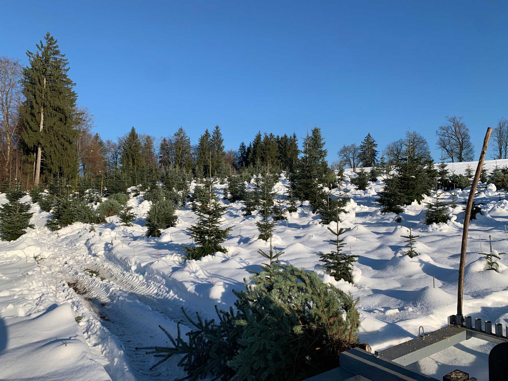 Christbaumverkauf Johannes Kappelsberger