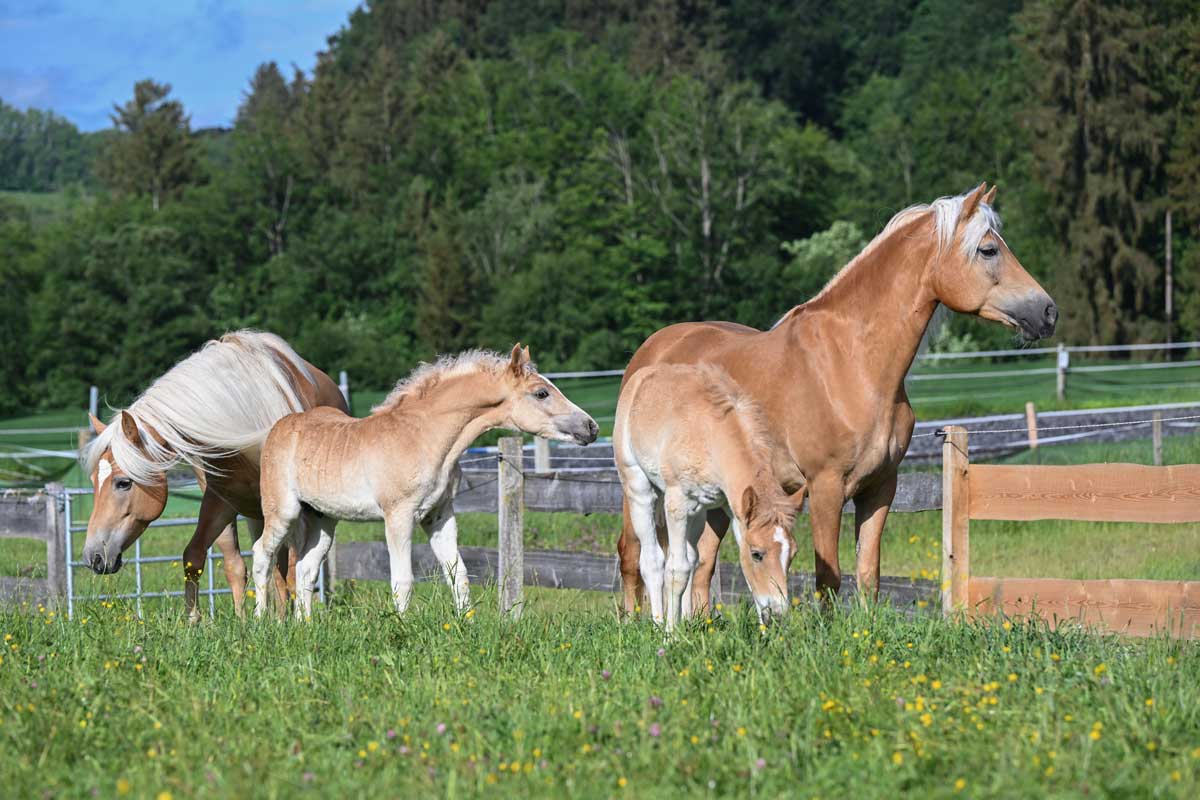Haflinger Pferde Herde