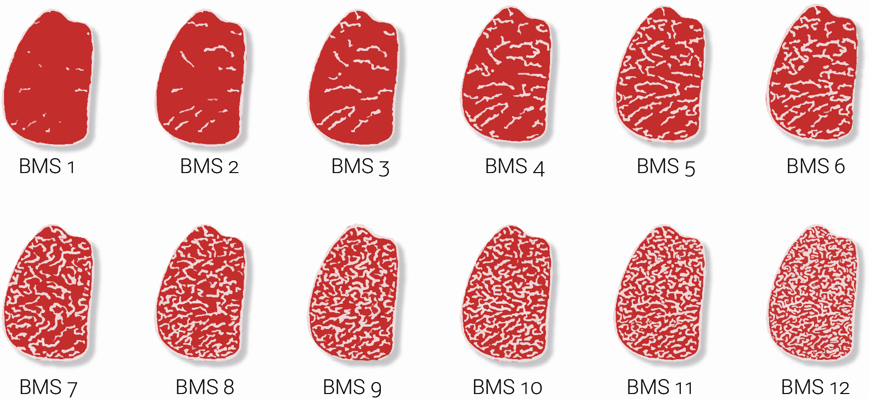 BMS Tabelle Rindfleisch